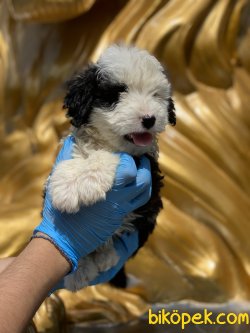 Özel Üretim Havanese Yavrumuz 3