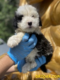 Özel Üretim Havanese Yavrumuz 2