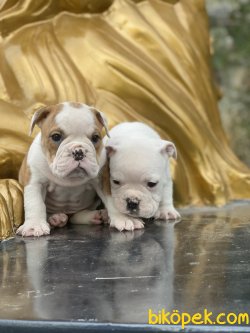 Özel Üretim Ingiliz Bulldog Bebeklermiz 2