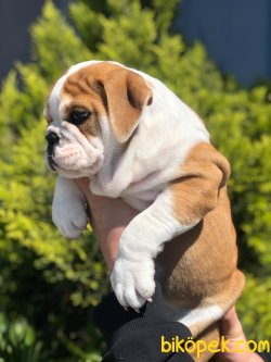 Özel Üretim Ingiliz Bulldog Yavrularımız 3