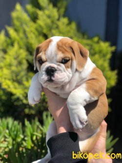 Özel Üretim Ingiliz Bulldog Yavrularımız 4