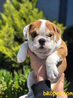 Özel Üretim Ingiliz Bulldog Yavrularımız 2