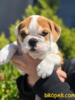 Özel Üretim Ingiliz Bulldog Yavrularımız 1