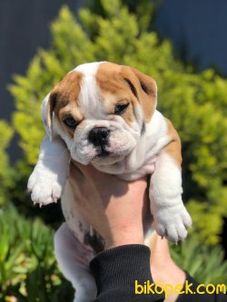 Özel Üretim Ingiliz Bulldog Yavrularımız 5