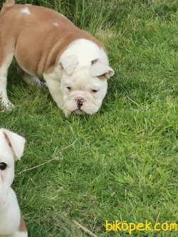 Özel Üretim Ingliz Bulldog Bebeklermiz 3