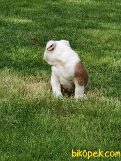 Özel Üretim Ingliz Bulldog Bebeklermiz 5