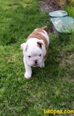 Özel Üretim Ingliz Bulldog Bebeklermiz 2
