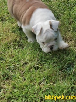 Özel Üretim Ingliz Bulldog Bebeklermiz 4
