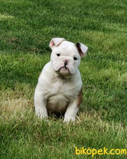 Özel Üretim Ingliz Bulldog Bebeklermiz 1