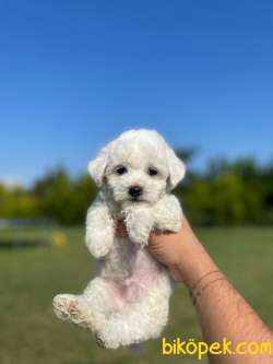 Ozel Uretim Maltese Terrier Yavrularimiz 2