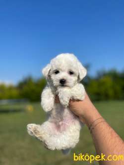 Ozel Uretim Maltese Terrier Yavrularimiz 3