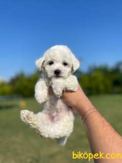 Ozel Uretim Maltese Terrier Yavrularimiz 1