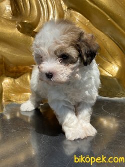Özel Üretim Maltipoo Bebeklerimiz 4