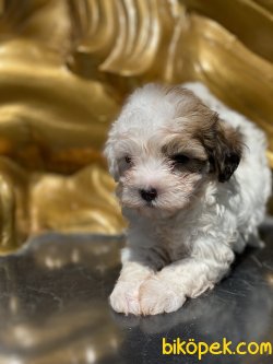 Özel Üretim Maltipoo Bebeklerimiz 3