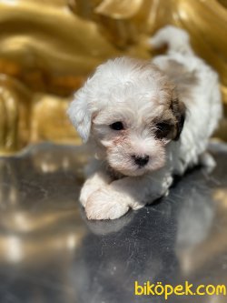 Özel Üretim Maltipoo Bebeklerimiz 2