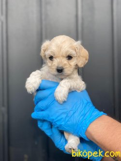 ÖZEL ÜRETİM MALTİPOO YAVRULARIMIZ 3