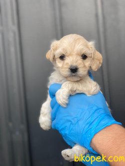 ÖZEL ÜRETİM MALTİPOO YAVRULARIMIZ 2
