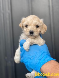 ÖZEL ÜRETİM MALTİPOO YAVRULARIMIZ 1