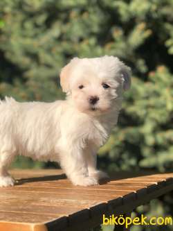 Özel Üretim Özel Maltipoo Yavrular 4