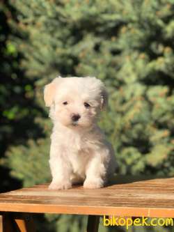 Özel Üretim Özel Maltipoo Yavrular 1