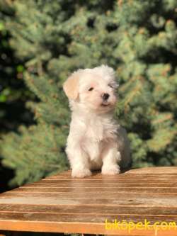 Özel Üretim Özel Maltipoo Yavrular 2