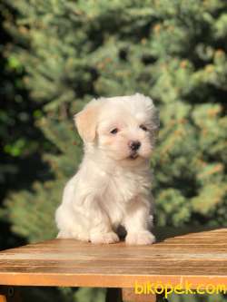 Özel Üretim Özel Maltipoo Yavrular 3