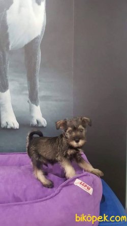 ÖZEL URETİM SCHNAUZER YAVRULARI 5