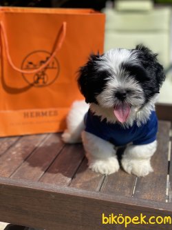 Özel Üretim Shihtzu Erkek Köpeğimiz Bobbo 3