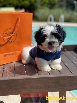 Özel Üretim Shihtzu Erkek Köpeğimiz Bobbo 2