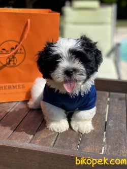 Özel Üretim Shihtzu Erkek Köpeğimiz Bobbo 4