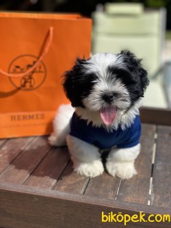Özel Üretim Shihtzu Erkek Köpeğimiz Bobbo 1