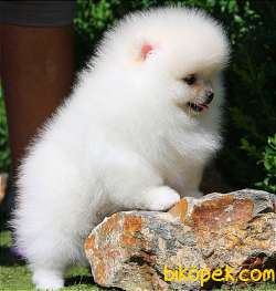 Özel Ve Güzel Pomeranian Yavruları 2