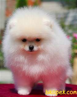 Özel Ve Güzel Pomeranian Yavruları 4