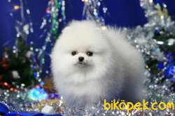 Özel Ve Güzel Pomeranian Yavruları 3