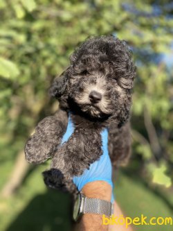 ÖZEL VE NADİR BULUNAN RENK SİLVER TOY POODLE YAVRUMUZ 1