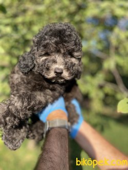ÖZEL VE NADİR BULUNAN RENK SİLVER TOY POODLE YAVRUMUZ 2