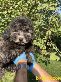 ÖZEL VE NADİR BULUNAN RENK SİLVER TOY POODLE YAVRUMUZ 3