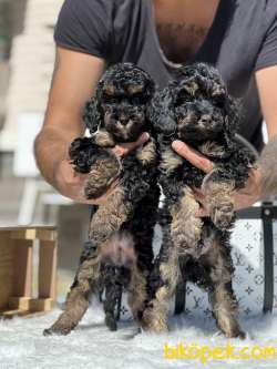 Özel Ve Nadir Renk PHANTOM Poodle 4