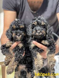 Özel Ve Nadir Renk PHANTOM Poodle 1