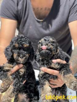 Özel Ve Nadir Renk PHANTOM Poodle 5