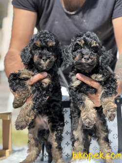 Özel Ve Nadir Renk PHANTOM Poodle 3