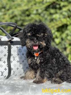 Özel Ve Nadir Renk Phantom Poodle 1