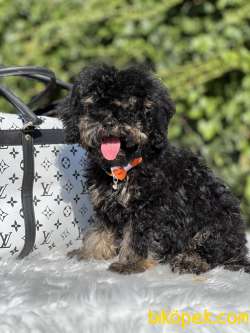 Özel Ve Nadir Renk Phantom Poodle 4