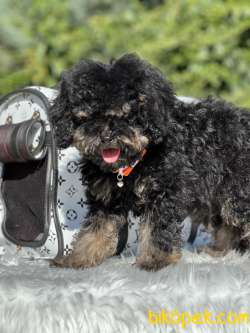 Özel Ve Nadir Renk Phantom Poodle 3