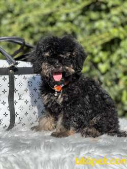 Özel Ve Nadir Renk Phantom Poodle 2