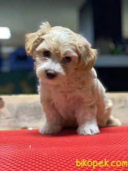 ÖZEL VE SEVİMLİ IRK MALTİPOO YAVRULARIMIZ 1