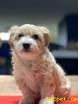ÖZEL VE SEVİMLİ IRK MALTİPOO YAVRULARIMIZ 4
