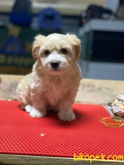 ÖZEL VE SEVİMLİ IRK MALTİPOO YAVRULARIMIZ 2