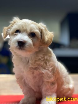 ÖZEL VE SEVİMLİ IRK MALTİPOO YAVRULARIMIZ 5