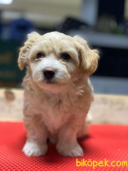 ÖZEL VE SEVİMLİ IRK MALTİPOO YAVRULARIMIZ 3